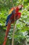 Scarlet macaws are large multi colored parrots and a national symbol to Honduras