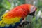 Scarlet macaws are large multi colored parrots and a national symbol to Honduras