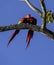 Scarlet macaws mutually preening during the nesting season, Costa Rica