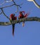 Scarlet macaws mutually preening during the nesting season, the male watches the female, Costa Rica