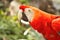 Scarlet macaws in nature
