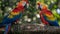 Scarlet macaws pair perched on branch with blurred background and copy space for text placement