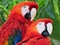 Scarlet Macaws/Parrots