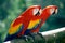 Scarlet Macaws on perch