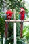 Scarlet macaws perched on a wooden post in a tropical forest