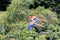 Scarlet Macaws in the Rainforest