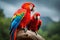 Scarlet macaws on top of tree stump