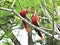 Scarlet macaws tree, corcovado, costa rica