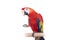 Scarlet macaws on the white background