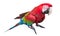 Scarlet macaws on white background