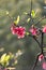 Scarlet Malus spectabilis flower