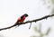 Scarlet minivet