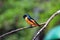 Scarlet minivet (Pericrocotus speciosus)