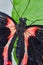 Scarlet Mormon butterfly detail of red and black wings