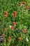 Scarlet Paintbrush blooming in a meadow on Mt Rainier, as a nature background