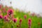 Scarlet Paintbrush Blooms in Foggy Field