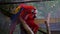 Scarlet parrot couple kissing each other, birds expressing love, tropical pet from America