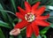 A scarlet passionflower