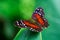 Scarlet peacock butterfly