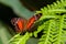 Scarlet Peacock Butterfly