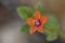 Scarlet Pimpernel - Anagallis arvensis