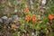 Scarlet Pimpernel Anagallis arvensis flowers