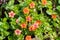 Scarlet pimpernel (Anagallis arvensis), native to Europe and Western and North Africa, Santa Clara county, south San Francisco bay