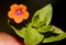 Scarlet pimpernel, Anagallis arvensis, shepherd`s weather glass