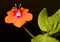 Scarlet pimpernel, Anagallis arvensis, shepherd`s weather glass