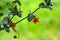 Scarlet Pimpernel Flowers in bloom in springtime