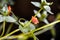 Scarlet Pimpernel Flowers in bloom in springtime