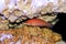 Scarlet Pin Stripe Wrasse Pseudocheilinus evanidus