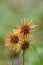 Scarlet Piripiri Acaena microphylla spiky seed heads in New Zealand