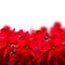 Scarlet poinsettia flower or christmas star