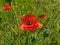 Scarlet poppies. Wildflowers.