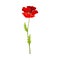 Scarlet Poppy as Herbaceous Flowering Plant on Thin Stem with Green Leaves Vector Illustration