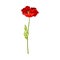 Scarlet Poppy as Herbaceous Flowering Plant on Thin Stem with Green Leaves Vector Illustration