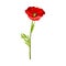 Scarlet Poppy as Herbaceous Flowering Plant on Thin Stem with Green Leaves Vector Illustration