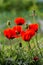 Scarlet poppy. Garden poppies.