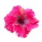 Scarlet purple hibiscus flower on white background.