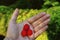 Scarlet Raspberries on palm of hand