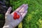 Scarlet Raspberries on palm of hand