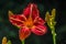 Scarlet red daylily closeup