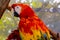 Scarlet or red macaw parrot