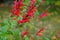 Scarlet-red Pineapple Sage Flowers