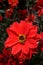 Scarlet red single Dahlia blossom with dark foliage