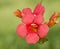 Scarlet red Trumpet Creeper bloom