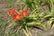 Scarlet red and yellow flowers of daylily