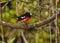 Scarlet Robin