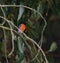 Scarlet robin